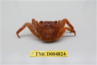 藏品(白紋方蟹)的圖片